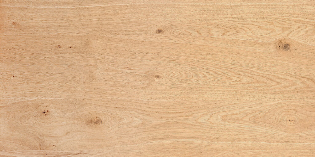 ENCINA EUROPEA RUSTICA